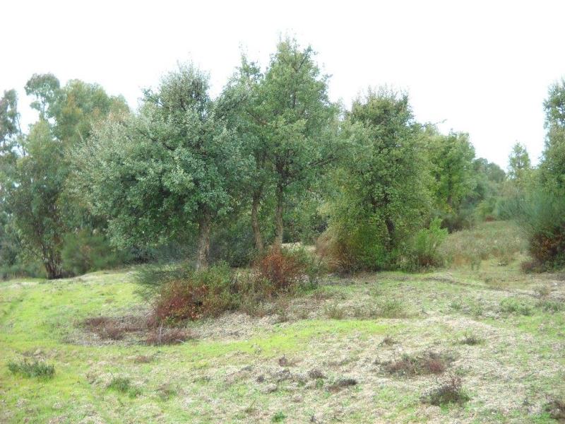 Terreno  Penamacor, Pedrogão de São Pedro - 226333 - 11