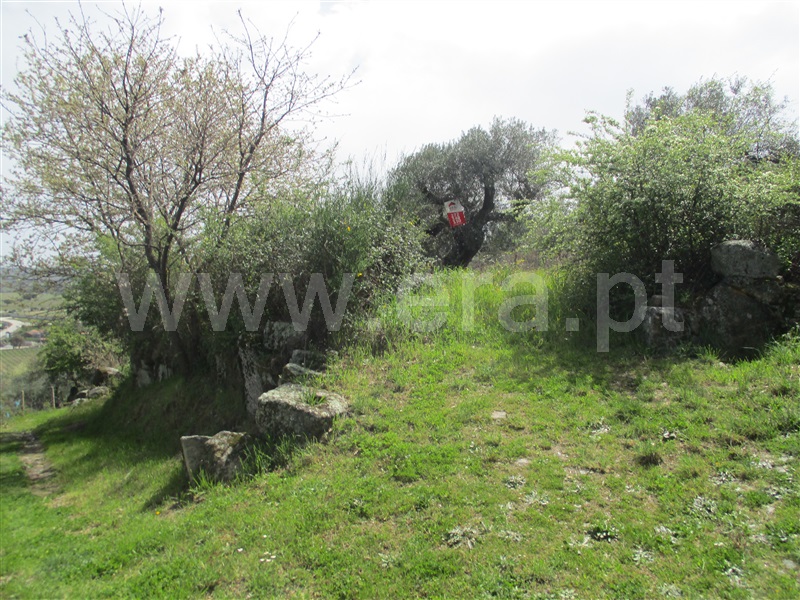 Terreno / Penamacor, Penamacor
