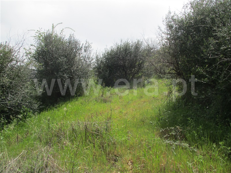 Azenha  Penamacor, Penamacor - 1234679 - 5