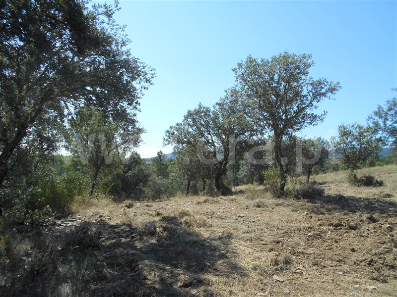 Terreno  Penamacor, Aranhas - 1420442 - 5