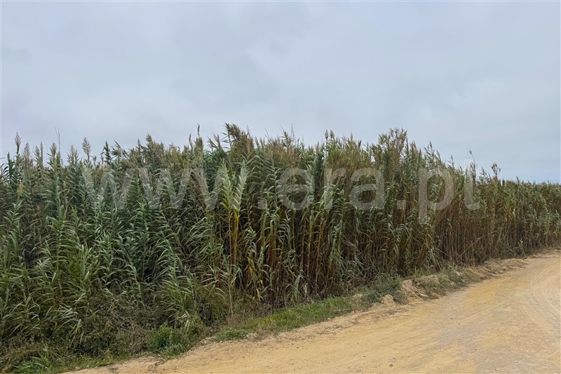 Terreno  Peniche, Ferrel - 1510968 - 6