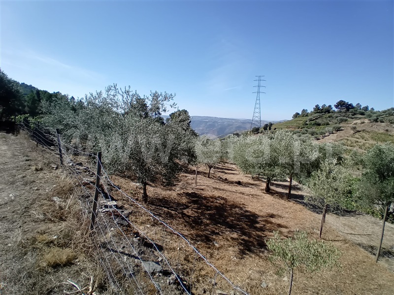 Terreno  Peso da Régua, Galafura e Covelinhas - 1426244 - 5