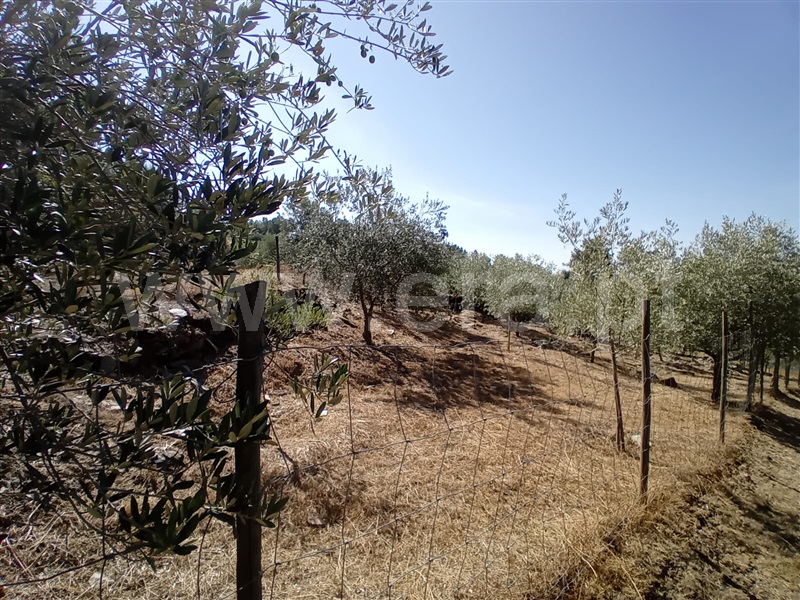 Terreno  Peso da Régua, Galafura e Covelinhas - 1426244 - 6