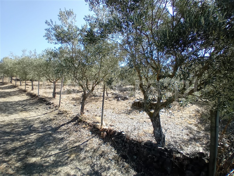 Terreno  Peso da Régua, Galafura e Covelinhas - 1426244 - 7