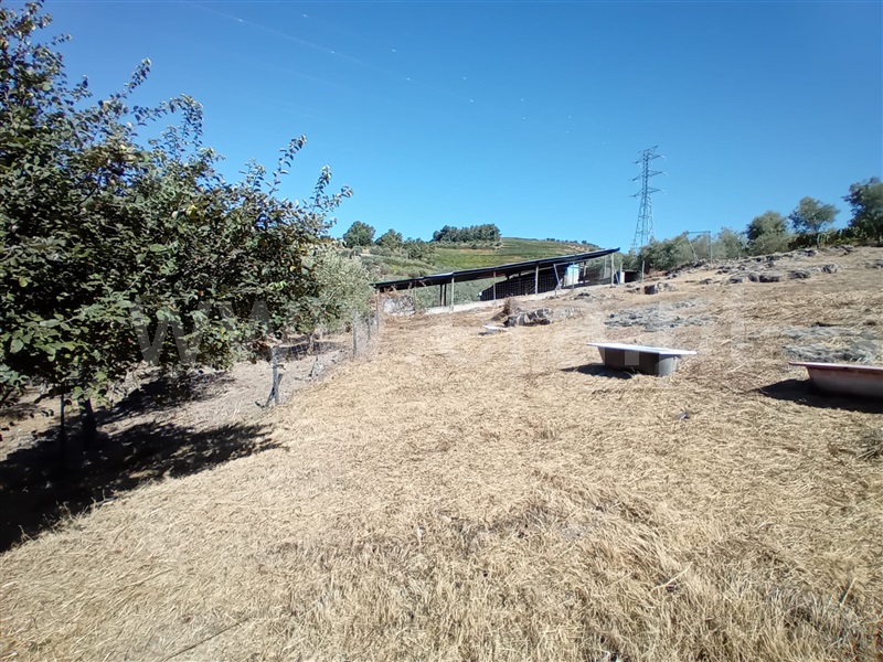 Terreno  Peso da Régua, Galafura e Covelinhas - 1426244 - 20