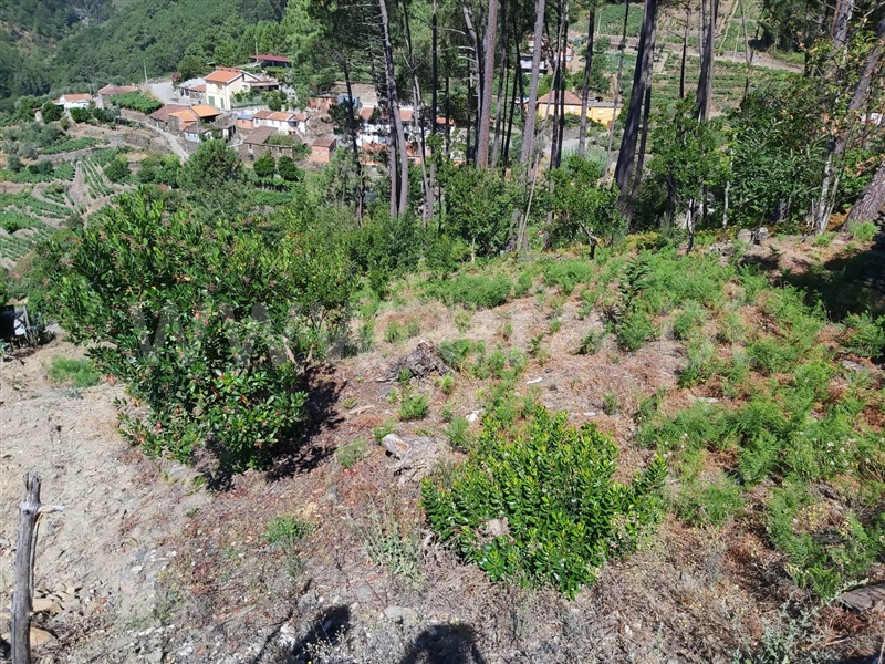 Terreno  Peso da Régua, Moura Morta e Vinhós - 1109111 - 1