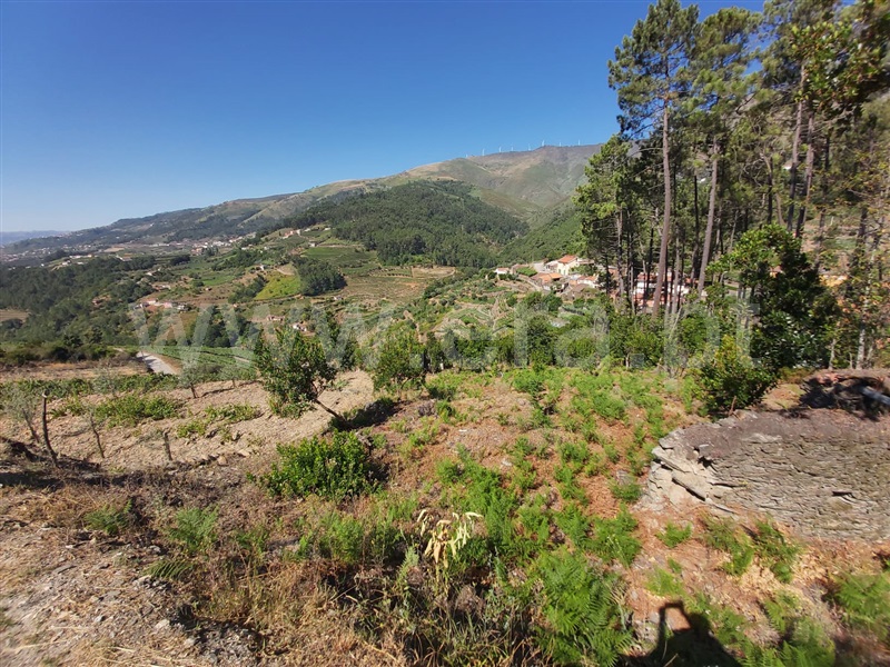 Terreno  Peso da Régua, Moura Morta e Vinhós - 1109111 - 6
