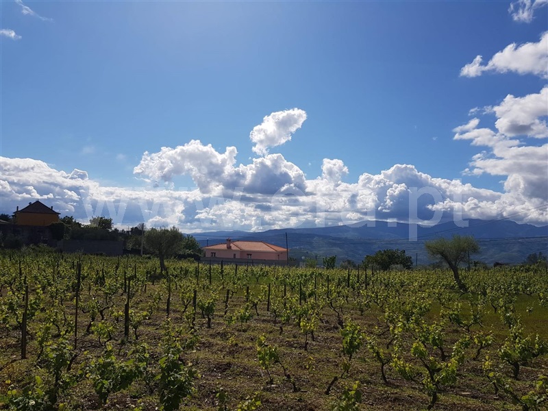 Terreno  Peso da Régua, Poiares e Canelas - 1097313 - 2