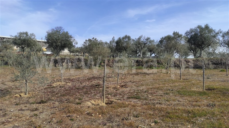 Terreno  com Agrícola Peso da Régua, Poiares e Canelas - 1226496 - 3