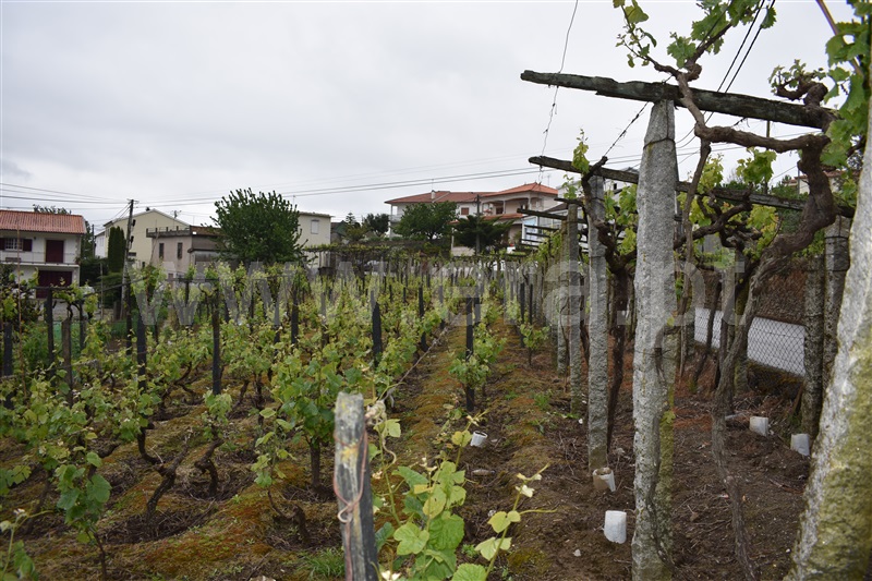 Terreno  Peso da Régua, Sedielos - 1134311 - 4