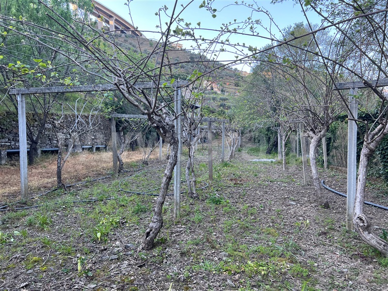 Terreno / Peso da Régua, Vilarinho dos Freires