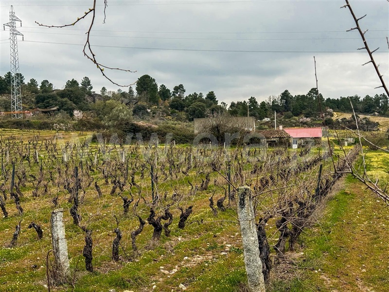 Terreno / Pinhel, Pinhel