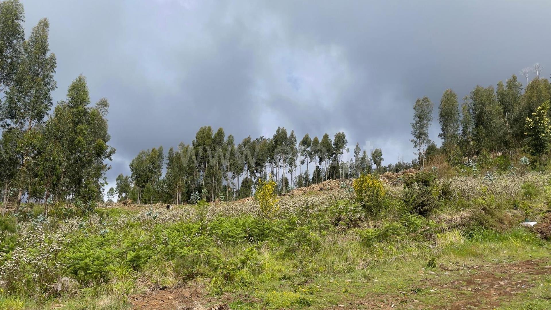 Land for sale in Ponta do Sol, Portugal — €230,000