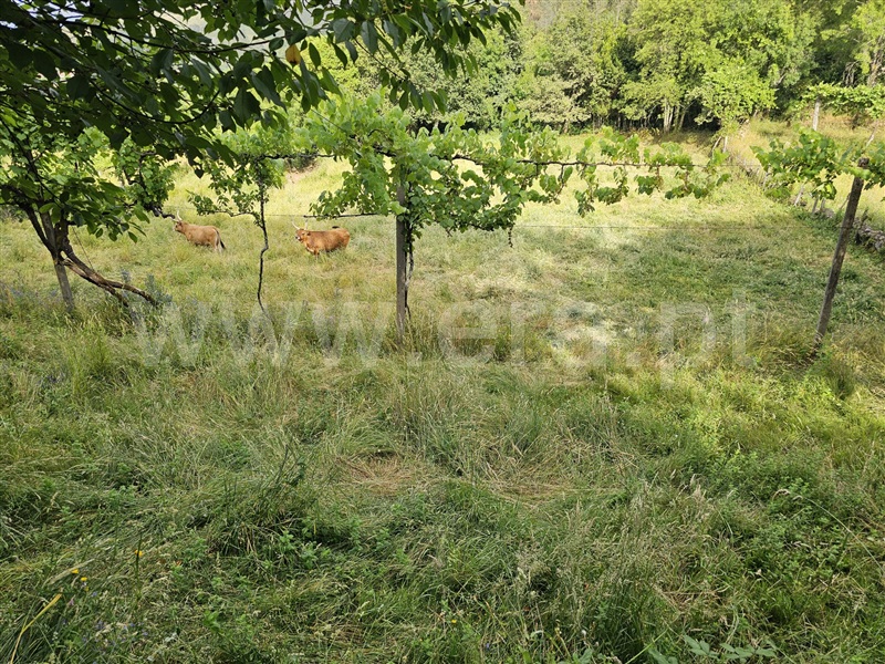 Terreno / Ponte da Barca, Azias