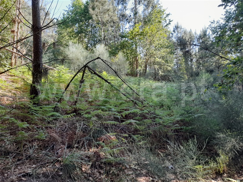Terreno / Ponte da Barca, Lavradas
