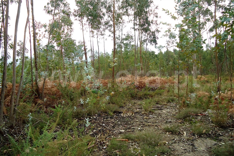Terreno  Ponte de Lima, Brandara - 869605 - 5