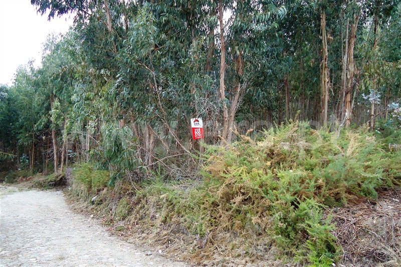 Terreno / Ponte de Lima, Brandara
