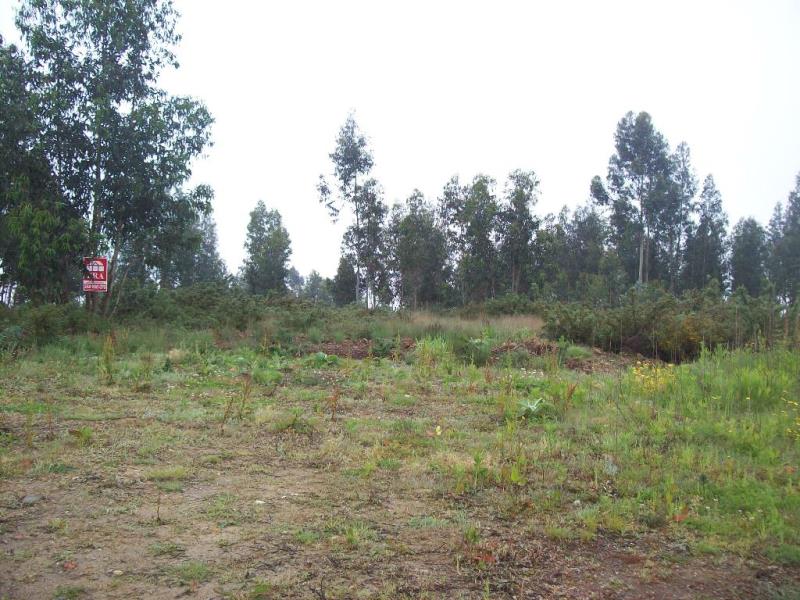 Terreno / Ponte de Lima, Brandara
