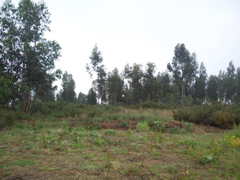 Terreno  Ponte de Lima, Brandara - 99040 - 2
