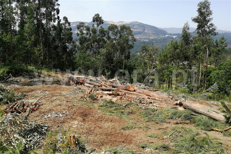 Terreno para Construção  Ponte de Lima, Calheiros - 1255184 - 8