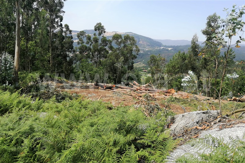 Terreno para Construção  Ponte de Lima, Calheiros - 1255184 - 9