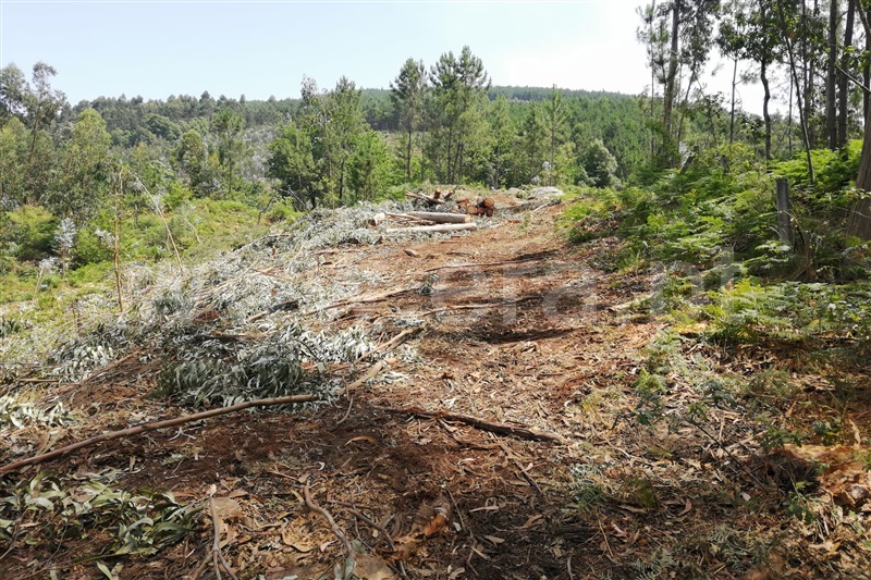 Terreno para Construção  Ponte de Lima, Calheiros - 1255184 - 10