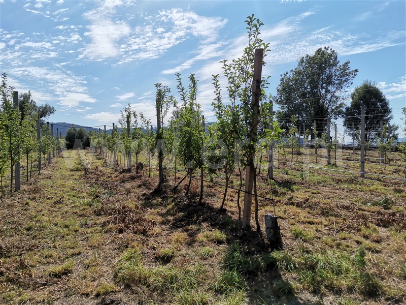 Terreno / Ponte de Lima, Gandra