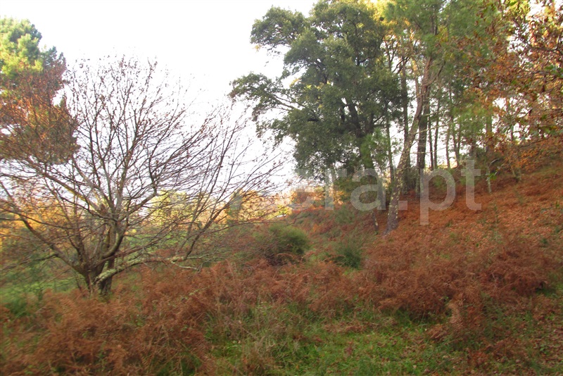 Terreno  Ponte de Lima, Gondufe - 1061795 - 3