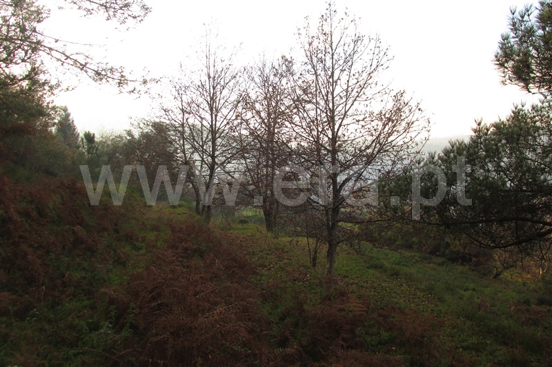 Terreno  Ponte de Lima, Gondufe - 1061795 - 5