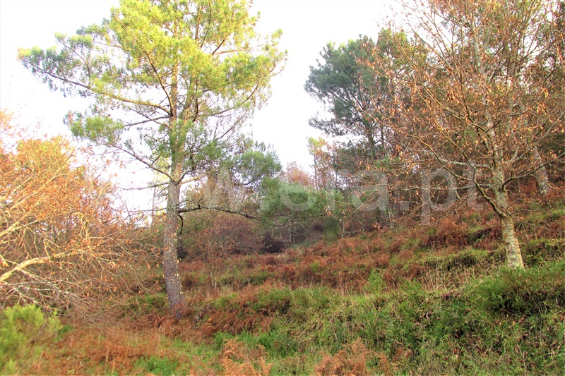 Terreno  Ponte de Lima, Gondufe - 1061795 - 7