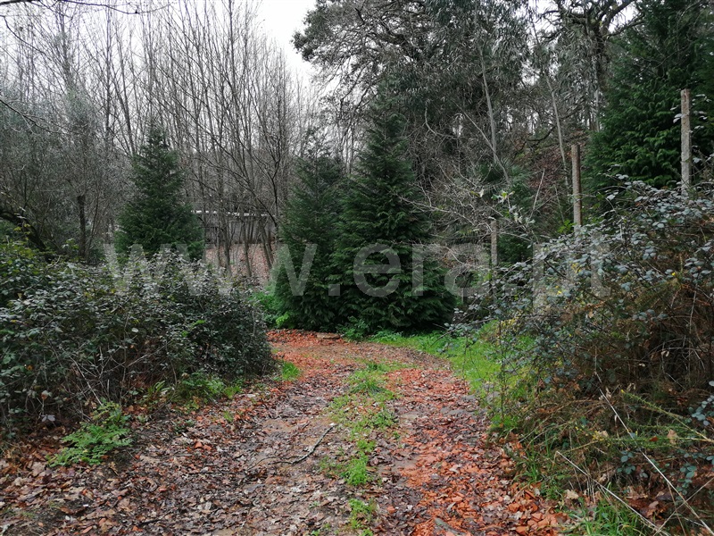 Terreno  Ponte de Lima, Rebordões Santa Maria - 760655 - 6