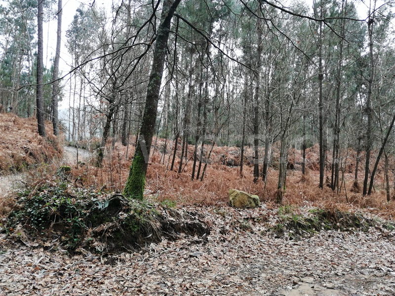 Terreno  Ponte de Lima, Rebordões Santa Maria - 760655 - 8
