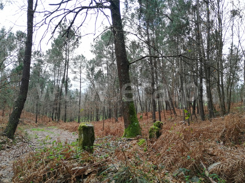Terreno  Ponte de Lima, Rebordões Santa Maria - 760655 - 9