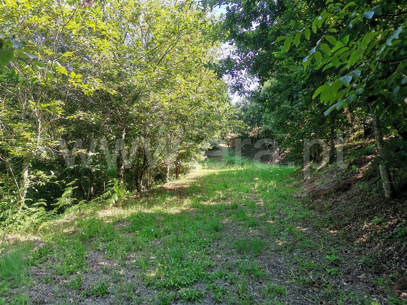 Terreno  Ponte de Lima, Santa Cruz - 1194873 - 2