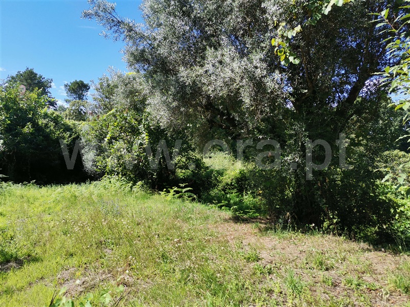 Terreno  Ponte de Lima, Santa Cruz - 1194873 - 6