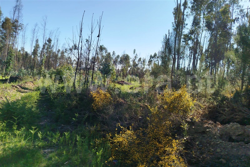 Terreno  Ponte de Lima, São Pedro d`Arcos - 1479450 - 4