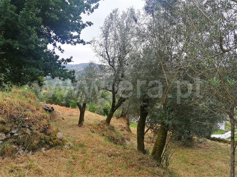 Terreno / Ponte de Lima, Serdedelo