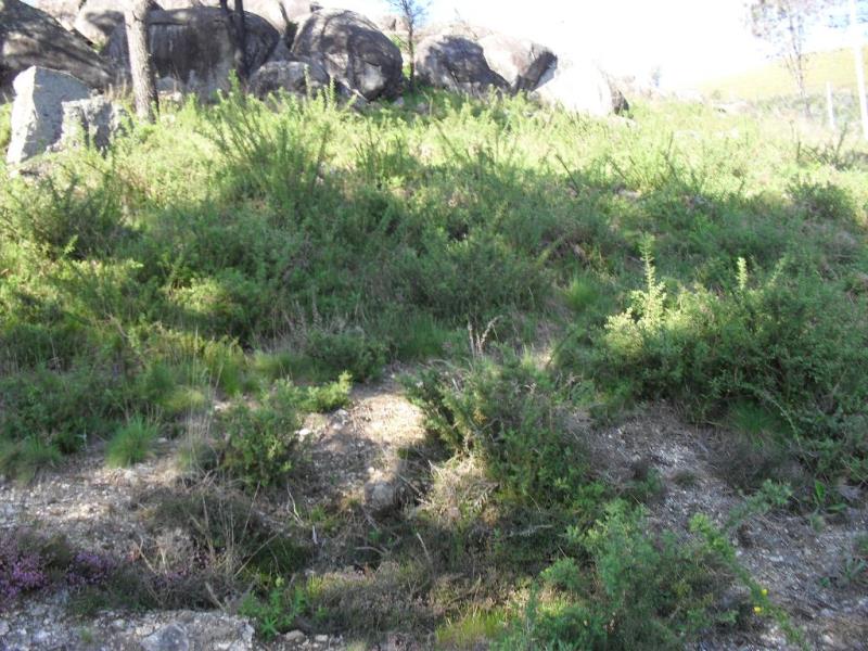 Terreno / Ponte de Lima, Serdedelo