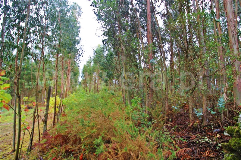 Terreno  Póvoa de Lanhoso, Águas Santas e Moure - 1274092 - 2
