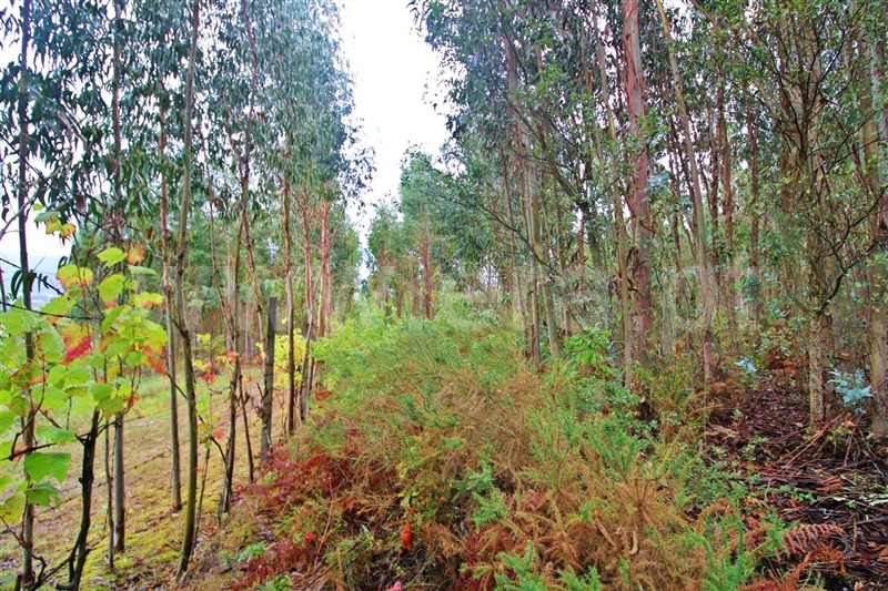 Terreno  Póvoa de Lanhoso, Águas Santas e Moure - 1274092 - 3