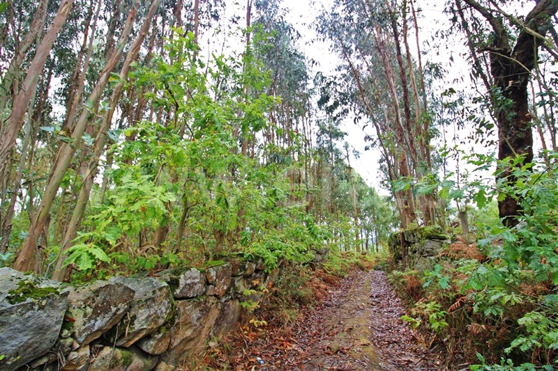 Terreno  Póvoa de Lanhoso, Águas Santas e Moure - 1274092 - 4