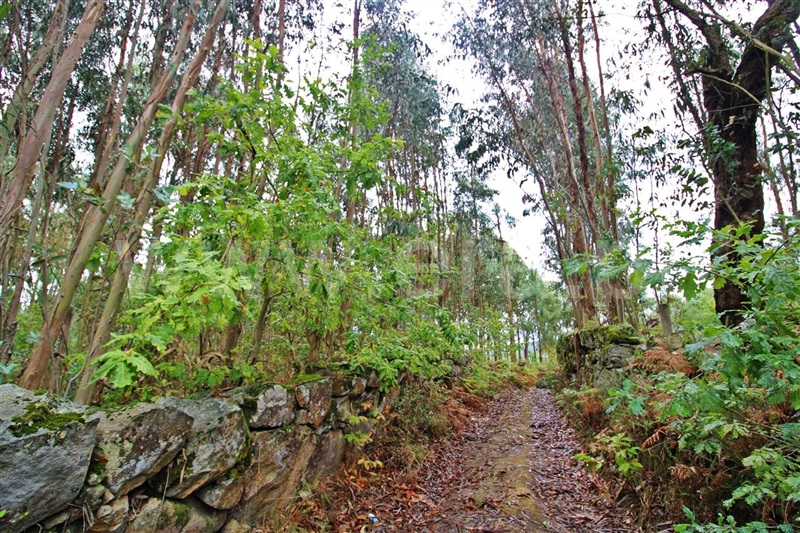 Terreno  Póvoa de Lanhoso, Águas Santas e Moure - 1274092 - 5