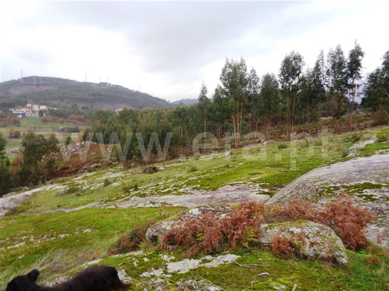 Terreno  Póvoa de Lanhoso, Calvos e Frades - 1059376 - 2