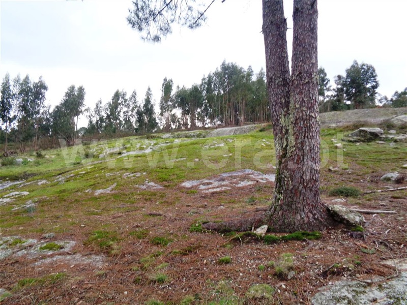 Terreno  Póvoa de Lanhoso, Calvos e Frades - 1059376 - 5