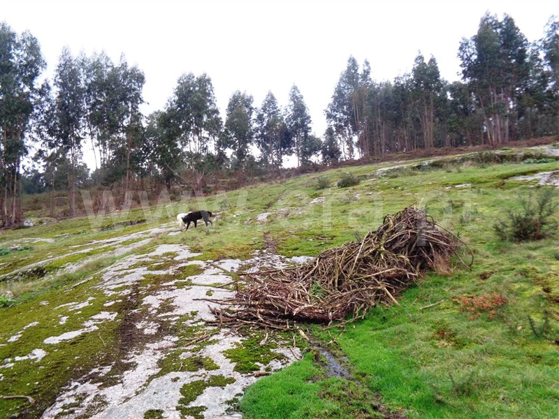 Terreno  Póvoa de Lanhoso, Calvos e Frades - 1059376 - 9