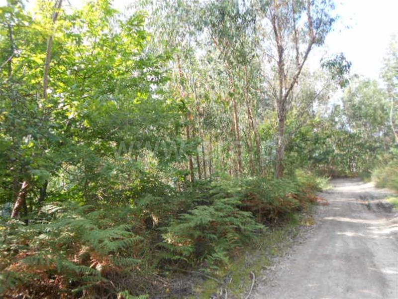 Terreno / Póvoa de Lanhoso, Calvos e Frades