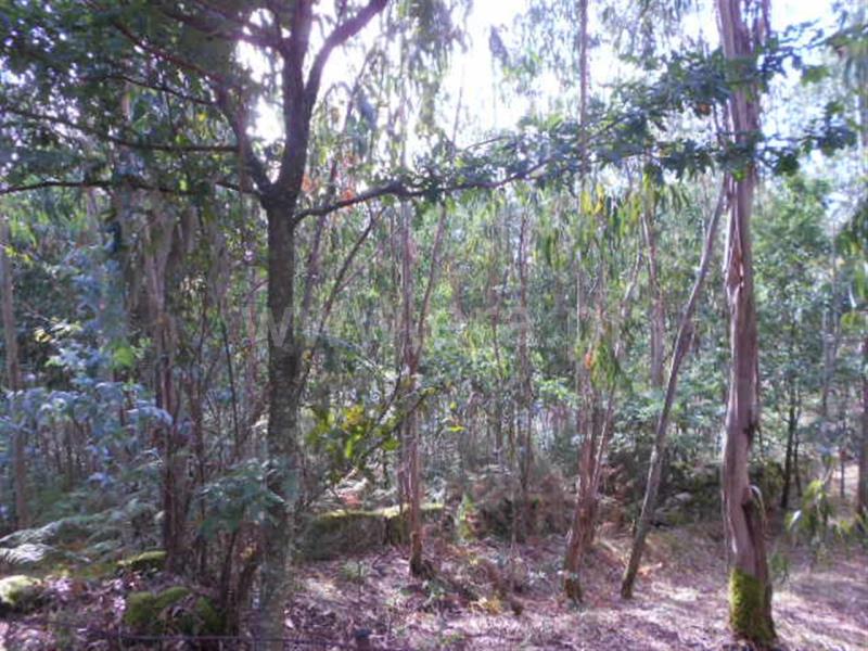 Terreno  Póvoa de Lanhoso, Calvos e Frades - 594157 - 3