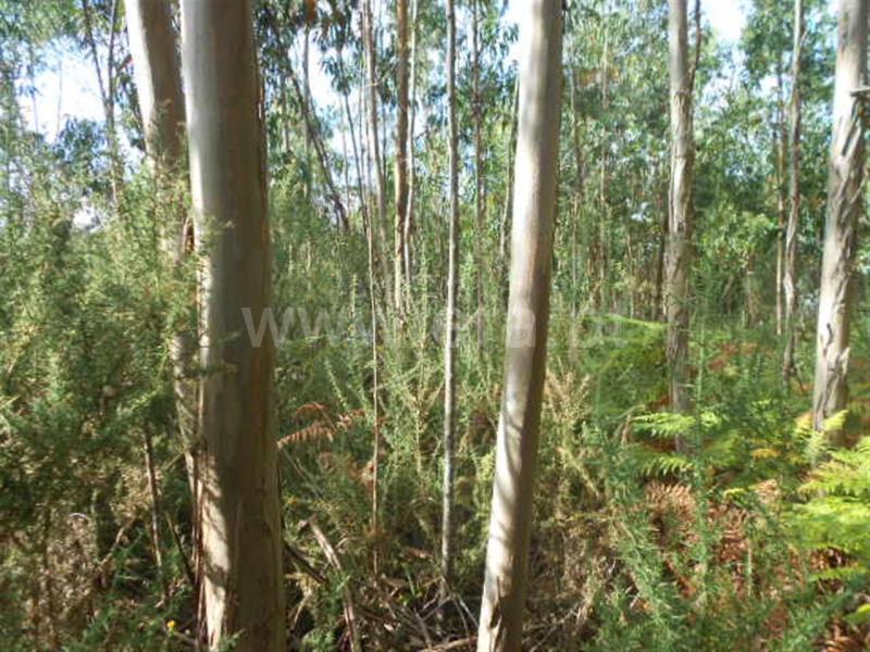 Terreno  Póvoa de Lanhoso, Calvos e Frades - 594157 - 7
