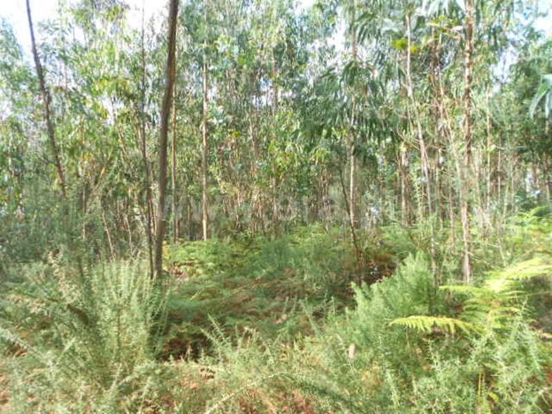Terreno  Póvoa de Lanhoso, Calvos e Frades - 594157 - 8