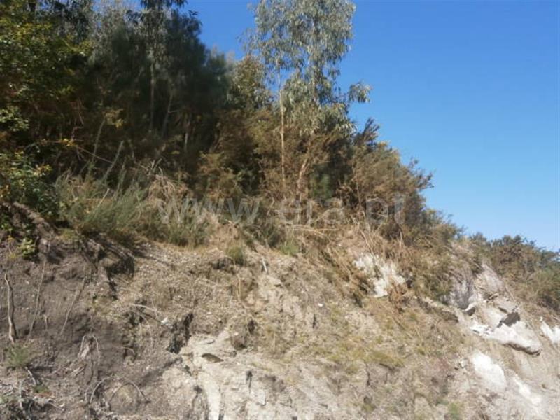 Terreno / Póvoa de Lanhoso, Calvos e Frades